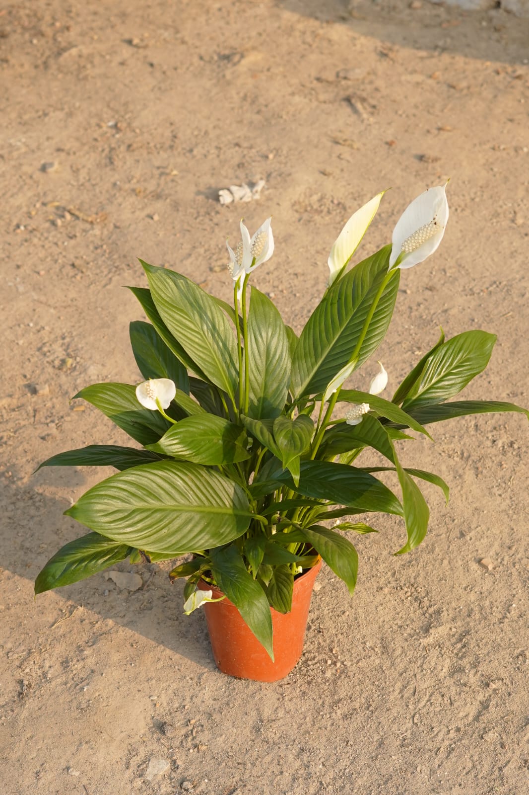 Peace lily flower plant in 6 Inch nursery pot
