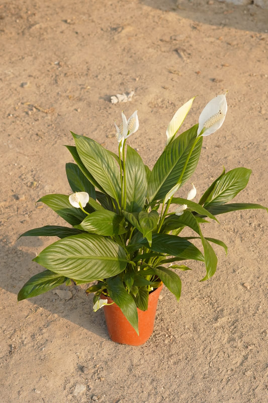 Peace lily flower plant in 6 Inch nursery pot