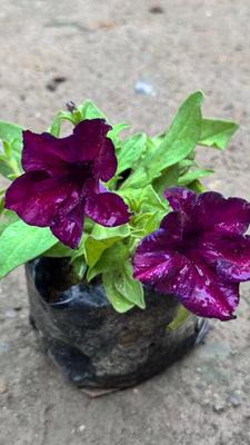 Petunia sessional flower plant in 4 inch nursery bag