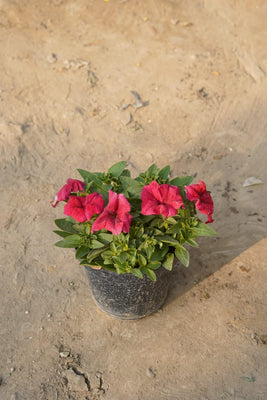 Petunia flower plant (Any colour) 6 Inch nursery pot