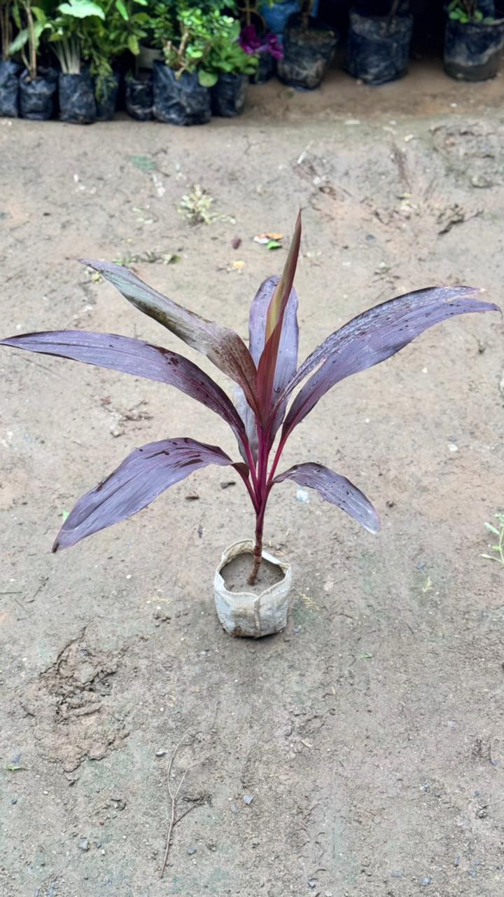 Dracaena Red plant in 4 Inch  Nursesy bag