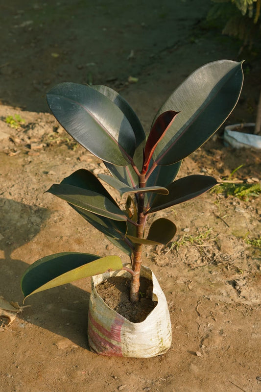 Rubber plant in 8 inch nursery bag