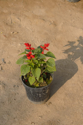 Salvia flower plant in 6 Inch nursery pot