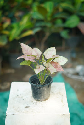 Buy Syngonium Plant Online – Indoor & Air-Purifying Plants