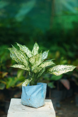 Aglonima snow white 8 inch nursery bag