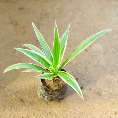 Spider plant in 4 inch nursery bag
