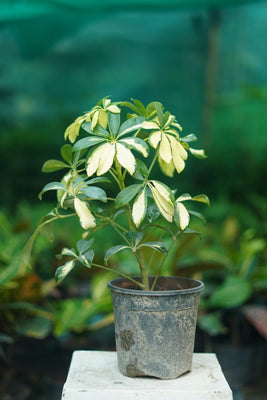 Buy Variegated Schefflera Plant Online Delhi NCR – Indoor Air-Purifying Plant
