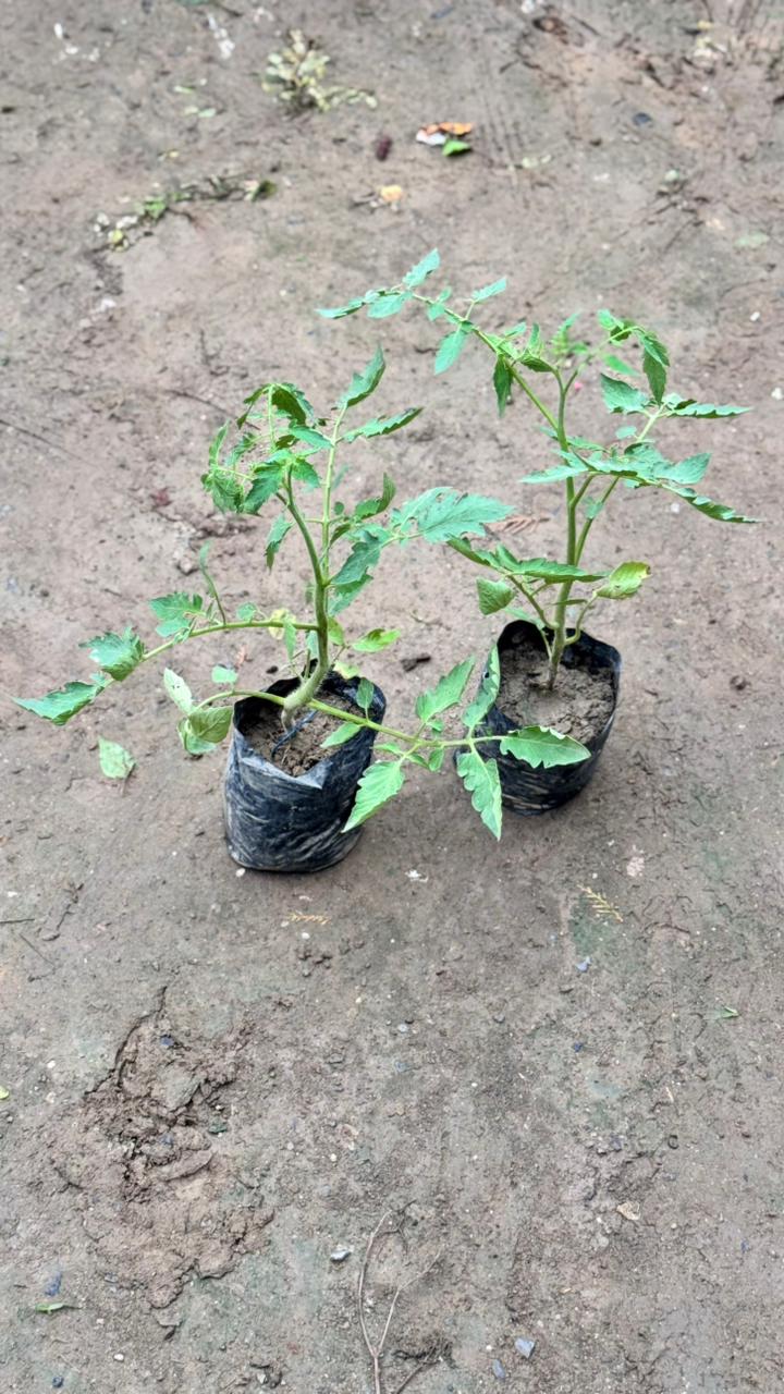 Tomato vegetable plant in 4 inch nursery bag (set of 2)