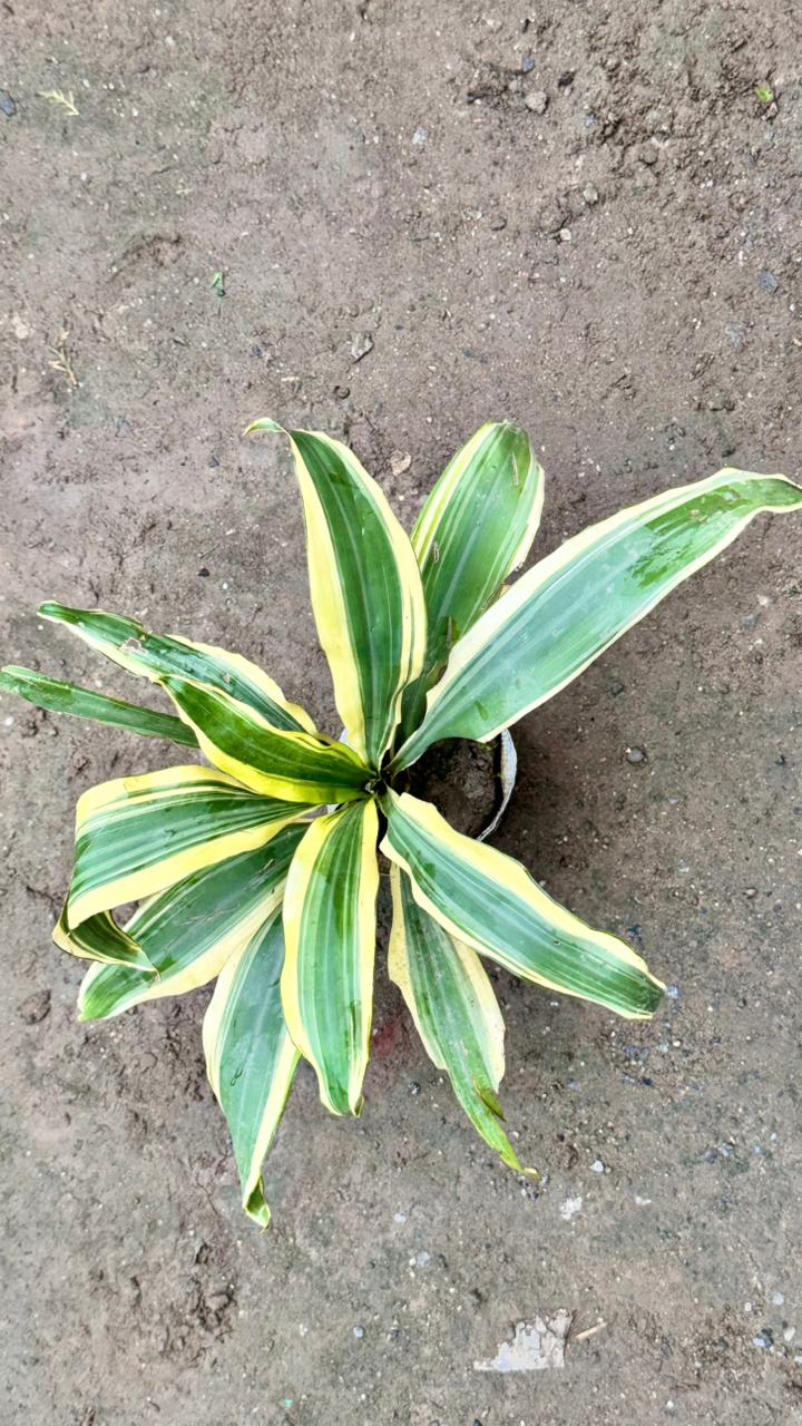 Victoria Plant – Best Indoor & Outdoor Plant 4 inch bag