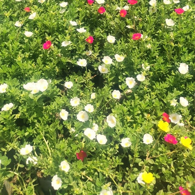 Kulfa /purslane flower (Any colour) plant 4inch nursery bag